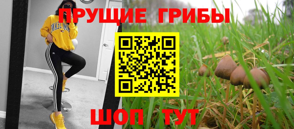Камышлов  Псилоцибиновые грибы GOLDEN TEACHER  Вход с VPN  Галлюциногенные грибы MAGIC MUSHROOMS 